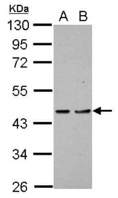 Western Blot: PDCD2 Antibody [NBP2-19737]