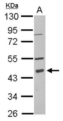 Western Blot: PDCD2 Antibody [NBP2-19738]