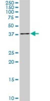 Western Blot: PDCD2L Antibody (5F9) [H00084306-M01]