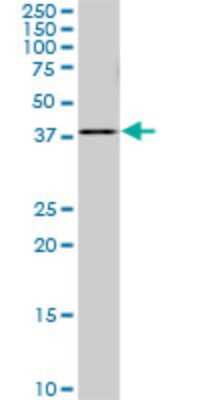Western Blot: PDCD2L Antibody (5F9) [H00084306-M01]