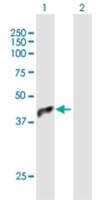 Western Blot: PDCD2L Antibody [H00084306-B01P]