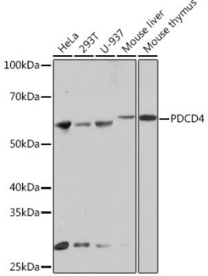 Western Blot: PDCD4 Antibody (3A8V10) [NBP3-16744]