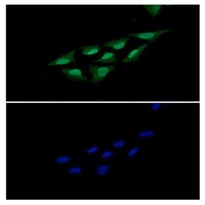 Immunocytochemistry/ Immunofluorescence: PDCD4 Antibody (4C2) [NBP3-18224]