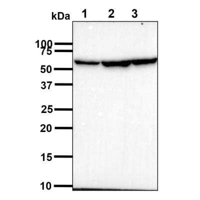 Western Blot: PDCD4 Antibody (4C2) [NBP3-18224]