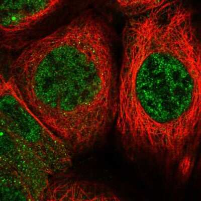 Immunocytochemistry/ Immunofluorescence: PDCD4 Antibody [NBP1-83301]