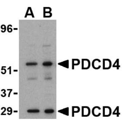 Western Blot: PDCD4 AntibodyBSA Free [NBP1-76738]