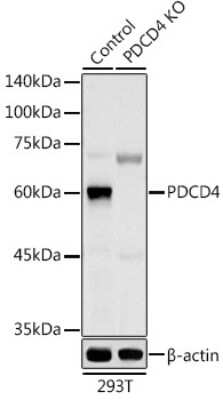 Western Blot: PDCD4 AntibodyBSA Free [NBP3-03401]