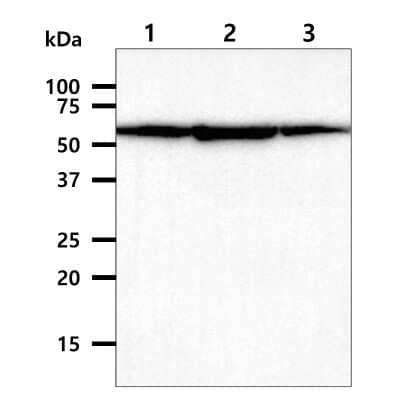 Western Blot: PDCD4 Antibody (k4C1)BSA Free [NBP1-04329]