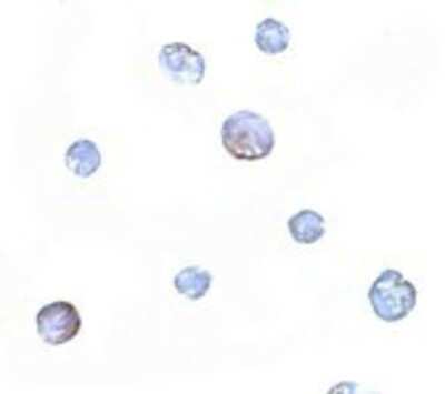 Immunocytochemistry/ Immunofluorescence: PDCD5 Antibody - BSA Free [NBP1-76991]