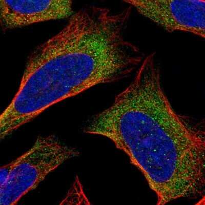 Immunocytochemistry/ Immunofluorescence: PDCD5 Antibody [NBP1-82656]