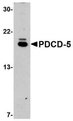 Western Blot: PDCD5 AntibodyBSA Free [NBP1-76988]