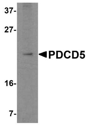 Western Blot: PDCD5 AntibodyBSA Free [NBP1-76991]