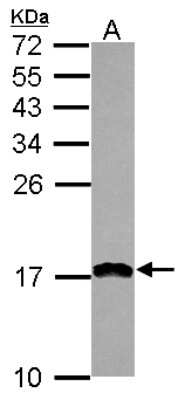 Western Blot: PDCD5 Antibody [NBP2-19740]