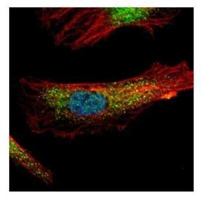 Immunocytochemistry/ Immunofluorescence: PDCD6 Antibody [NBP2-19741]