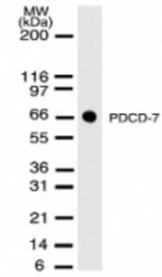 Western Blot: PDCD7 Antibody (46C713.2.1)Azide and BSA Free [NBP2-80906]