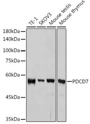 Western Blot: PDCD7 Antibody (8A1Q3) [NBP3-15482]