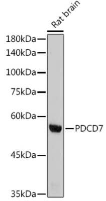 Western Blot: PDCD7 Antibody (8A1Q3) [NBP3-15482]