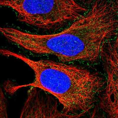 Immunocytochemistry/ Immunofluorescence: PDCD7 Antibody [NBP2-13743]