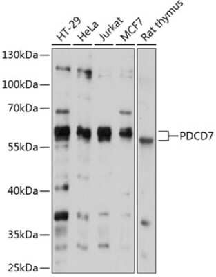 Western Blot: PDCD7 AntibodyAzide and BSA Free [NBP2-93847]