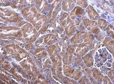 Immunohistochemistry-Paraffin: PDCL Antibody [NBP1-32523]