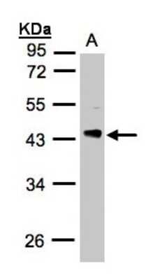 Western Blot: PDCL Antibody [NBP1-32523]