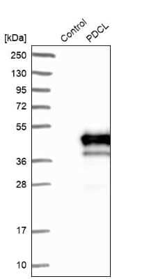 Western Blot: PDCL Antibody [NBP1-85079]