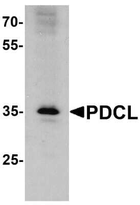 Western Blot: PDCL AntibodyBSA Free [NBP2-81862]