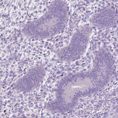 Immunohistochemistry-Paraffin: PDCL2 Antibody [NBP2-13744]