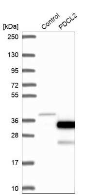 Western Blot: PDCL2 Antibody [NBP2-13744]