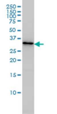 Western Blot: PDCL3 Antibody (1F10) [H00079031-M01]