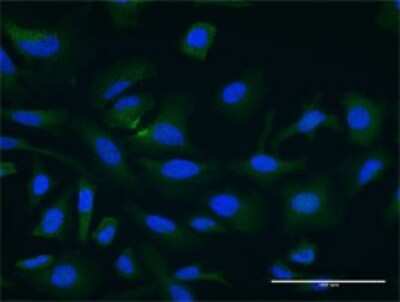 Immunocytochemistry/ Immunofluorescence: PDCL3 Antibody (2D7) [H00079031-M02]