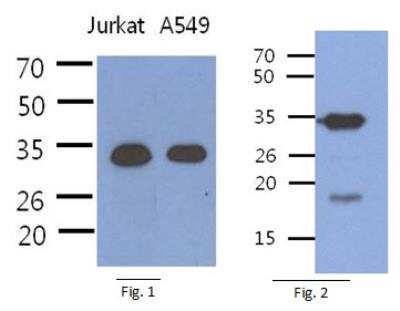 Western Blot: PDCL3 Antibody (8F9)BSA Free [NBP2-42694]