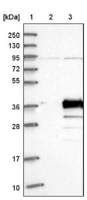 Western Blot: PDCL3 Antibody [NBP1-80627]