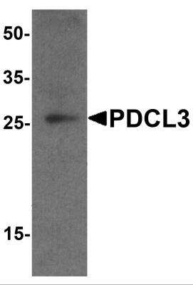 Western Blot: PDCL3 AntibodyBSA Free [NBP2-81872]