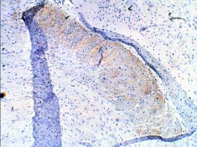 Immunohistochemistry-Paraffin: PDE10A Antibody [NB300-645]