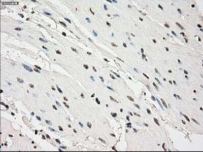 Immunohistochemistry: PDE10A Antibody (OTI1C9) - Azide and BSA Free [NBP2-73273]