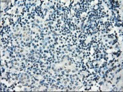 Immunohistochemistry: PDE10A Antibody (OTI1C9) - Azide and BSA Free [NBP2-73273]