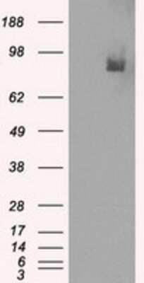 Western Blot: PDE10A Antibody (OTI1C9)Azide and BSA Free [NBP2-73273]