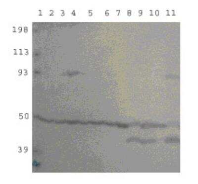 Western Blot: PDE10A Antibody [NB300-645]