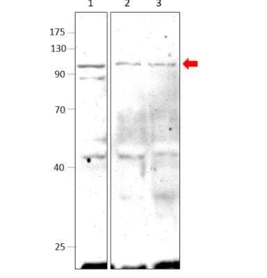 Western Blot: PDE10A Antibody [NB300-645]