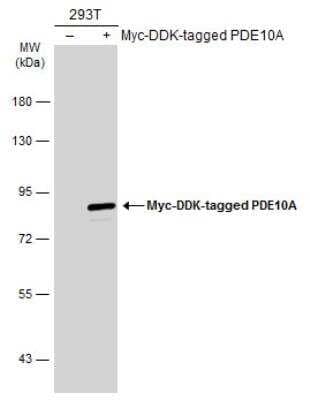 Western Blot: PDE10A Antibody [NBP2-19742]