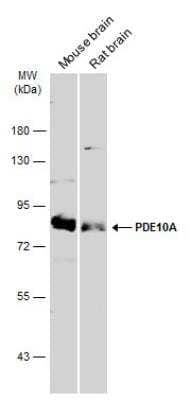 Western Blot: PDE10A Antibody [NBP2-19742]