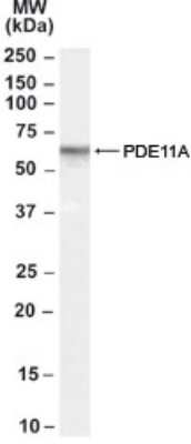 Western Blot: PDE11A Antibody [NB100-61669]