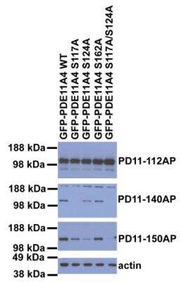 Western Blot: PDE11A Antibody [NBP3-12240]