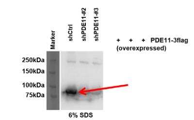 Western Blot: PDE11A Antibody [NBP3-12240]