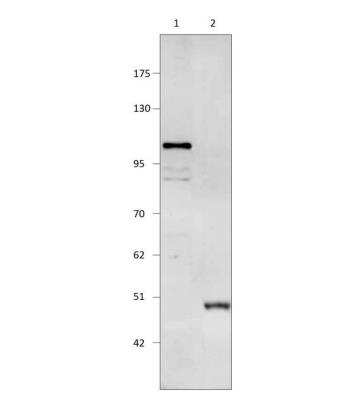 Western Blot: PDE11A Antibody [NBP3-12443]