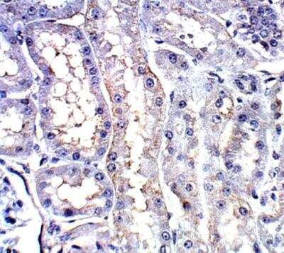 Immunohistochemistry-Paraffin: PDE12 Antibody [NBP3-12332]