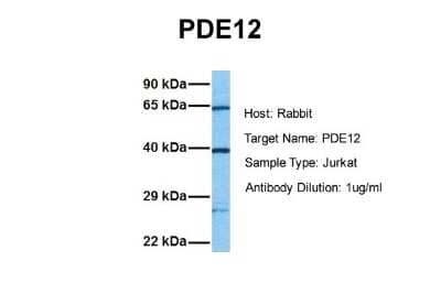 Western Blot: PDE12 Antibody [NBP1-70672]