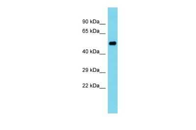 Western Blot: PDE12 Antibody [NBP2-88025]