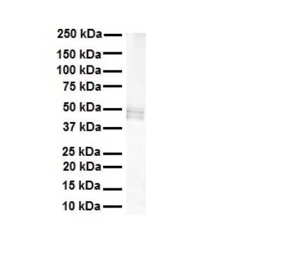 Western Blot: PDE12 Antibody [NBP2-88025]